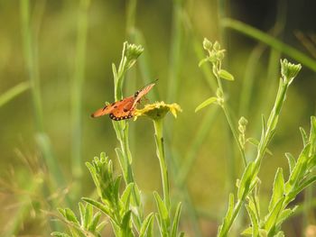 Close-up of butterfly pollinating flower