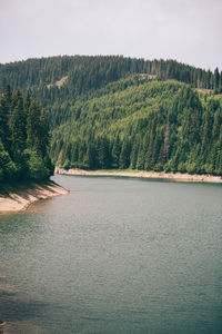 Scenic view of forest against sky