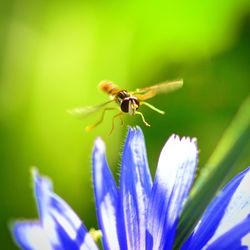 Close-up of insect on purple flower