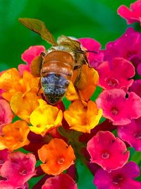 Close-up of bee on flowers