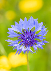 Close-up of purple flowering plant