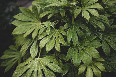 Close-up of fresh green leaves