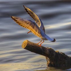 Close-up of seagull flying over lake