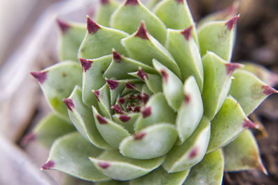 High angle view of prickly pear cactus