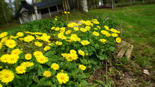 Close-up of yellow flowering plants on field