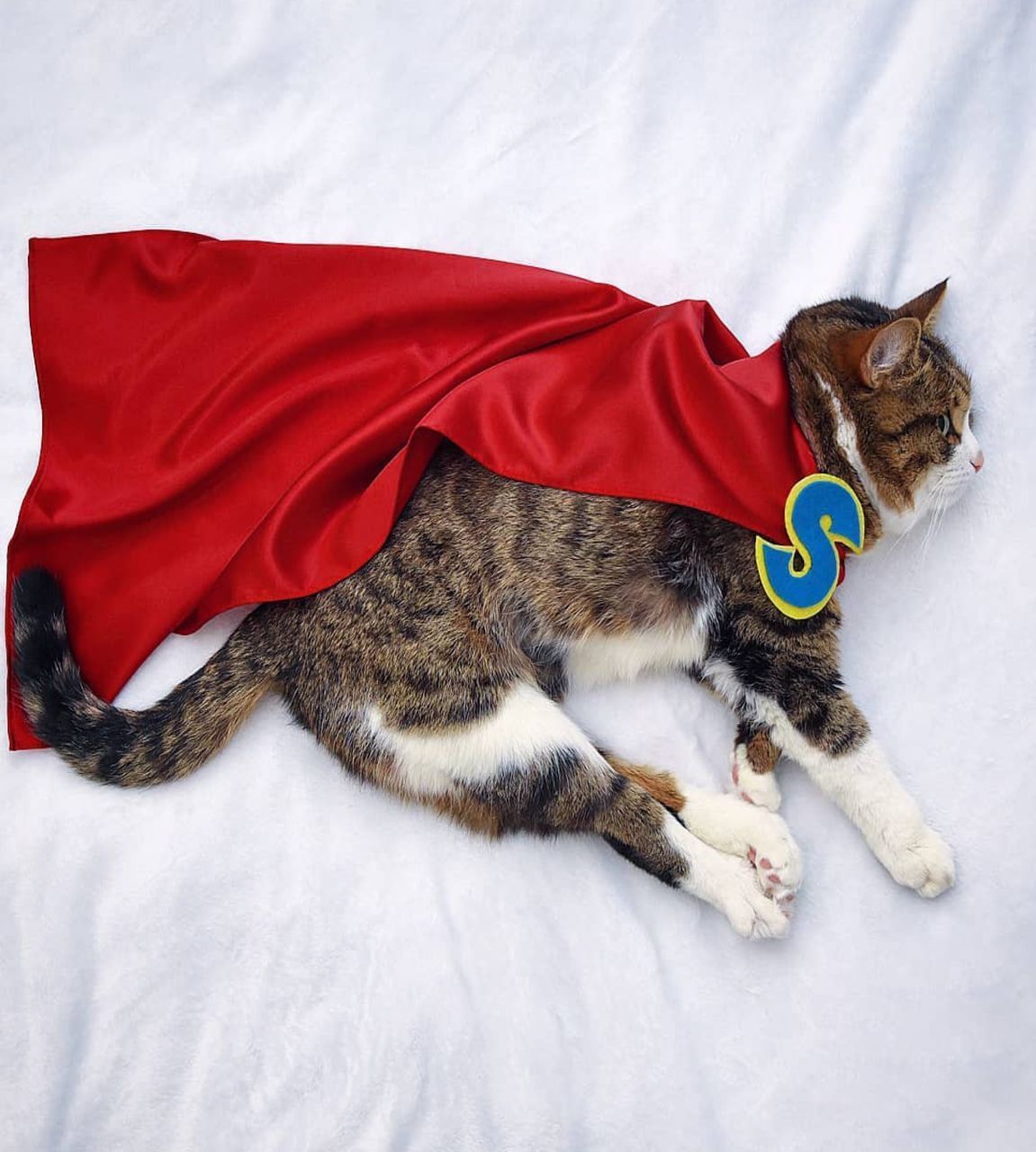 HIGH ANGLE VIEW OF A CAT LYING ON BED