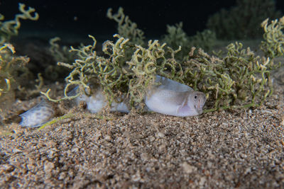 Close-up of fish in sea