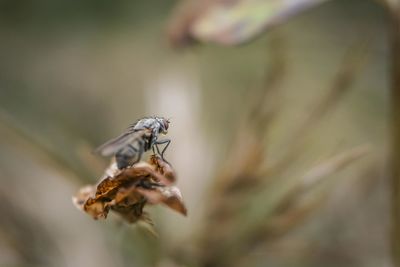 Close-up of insect on plant