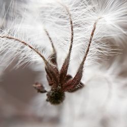 Close-up of wilted plant