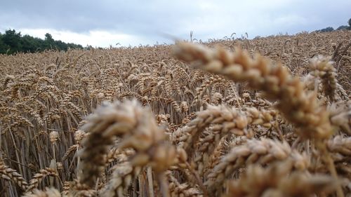 Close-up of wheat growing on field against sky