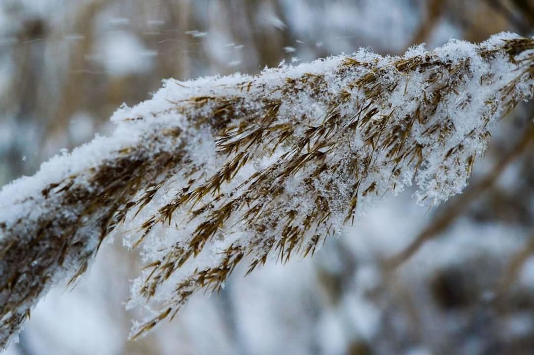 CLOSE-UP OF SNOW ON TREE BRANCH