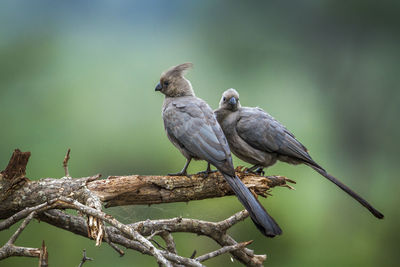 Bird perching on a tree