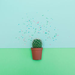 Potted plant against blue wall