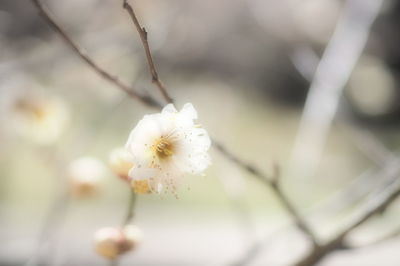 Close-up of white flowers