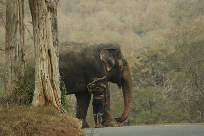 Elephant walking on field