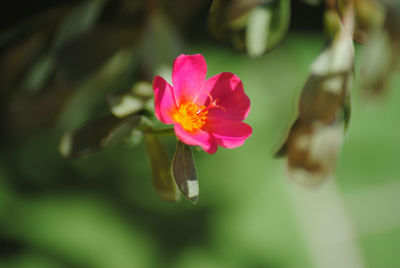 Close-up of pink flower