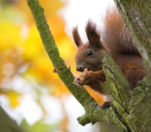 Close-up of squirrel