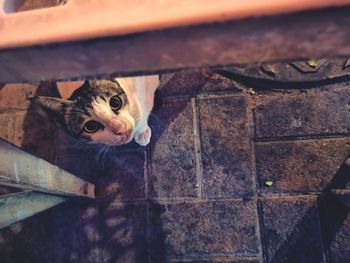 High angle portrait of cat by wood