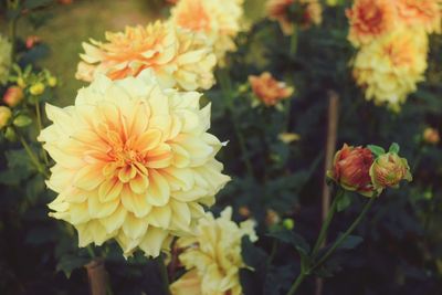 Close-up of yellow flowers