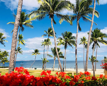 Palm trees by sea against sky