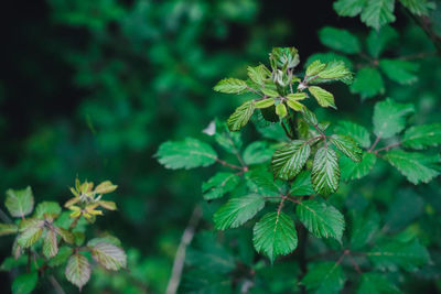 Close-up of green leaves on plant