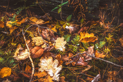 High angle view of autumn leaves on field