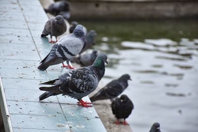 Pigeons perching on a lake