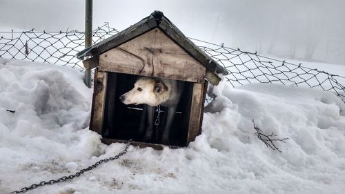 Dog in kennel on snow covered field