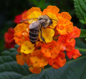 High angle view of honeybee pollinating on flowers