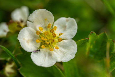 Close-up of white flowering plant