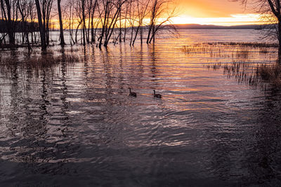 View of ducks swimming in lake