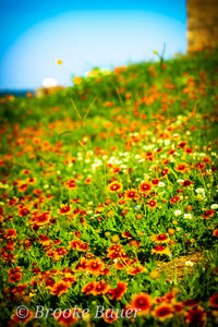 View of flowering plants on field