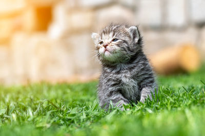 Portrait of a cat on field