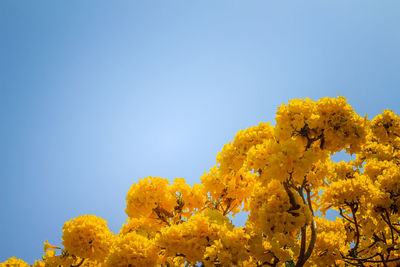 Low angle view of yellow flowering plant against blue sky