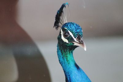 Close-up of a peacock