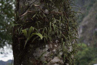Close-up of fresh green tree trunk