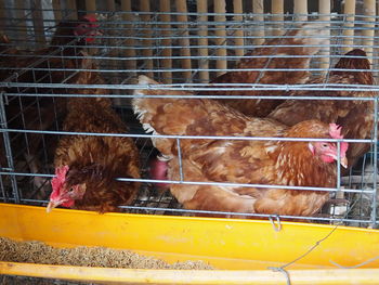 Close-up of rooster in cage