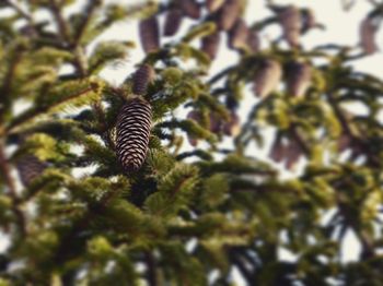 Low angle view of butterfly on tree