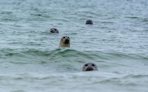 High angle view of duck swimming in sea