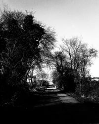 Road along trees