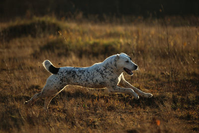 Side view of a dog on field