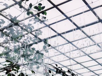 Low angle view of tree branches