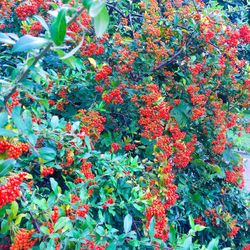 Close-up of red flowers