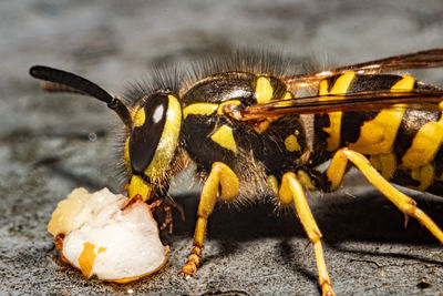 Close-up of bee