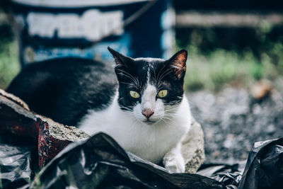 Portrait of cat relaxing outdoors