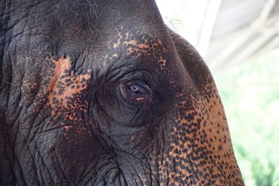 Close-up of elephant