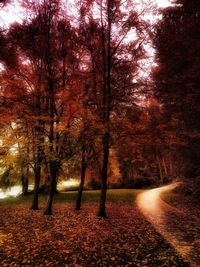 Trees in forest