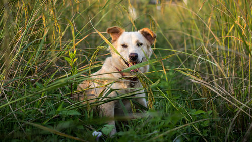 Portrait of dog on field