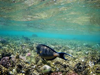 Fish swimming in sea
