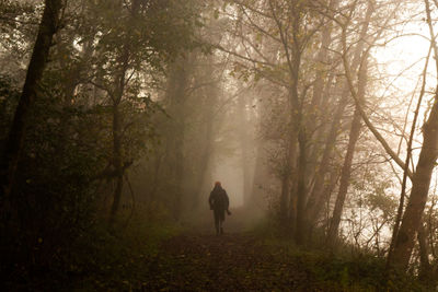 Rear view of man walking in forest during foggy weather